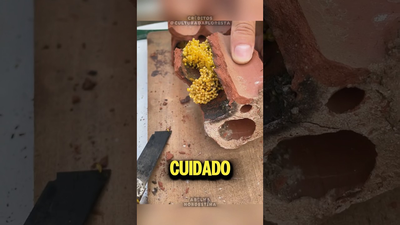 ESSE homem encontra abelhas sem ferrão mais CARA dentro de um tijolo 😱 