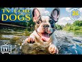 24 hours of music for dogs with anxietys to entertain  chill your dog out with music dog tv