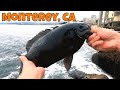 Chonky opaleye fishing under the hotels catch and cook monterey ca