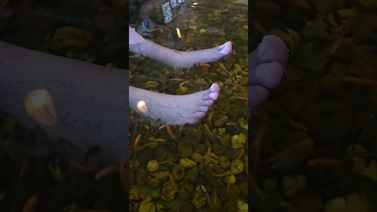 Fish spa therapy 