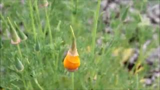 California poppy timelapse -