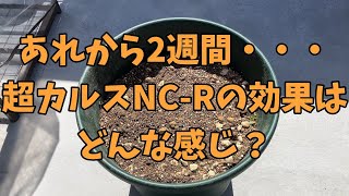 【土再生】超カルスNC-R、2週間後の効果と新規で超カルスする【家庭菜園】【プランター菜園】