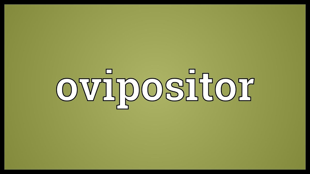 Ovipositor Meaning