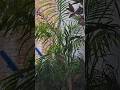 rain #barish #ytshorts #trending #theanmolfamily #weather #nature #viralvideo #reels