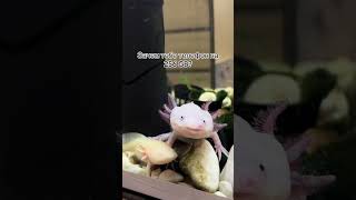 Вот зачем 👌 #аксолотль #axolotl