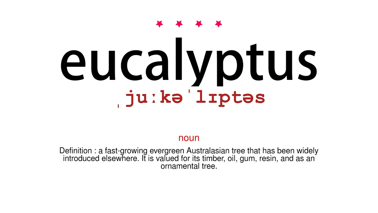 How to pronounce eucalyptus Vocab Today YouTube
