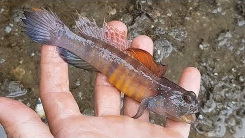 Câu cá biển Vũng Tàu - Câu được cá bống ham ăn 😁