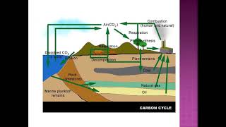 the carbon cycle دورة الكربون