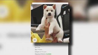 7 on your side: Pets are the top online purchase scam for 2022 | FOX 7 Austin