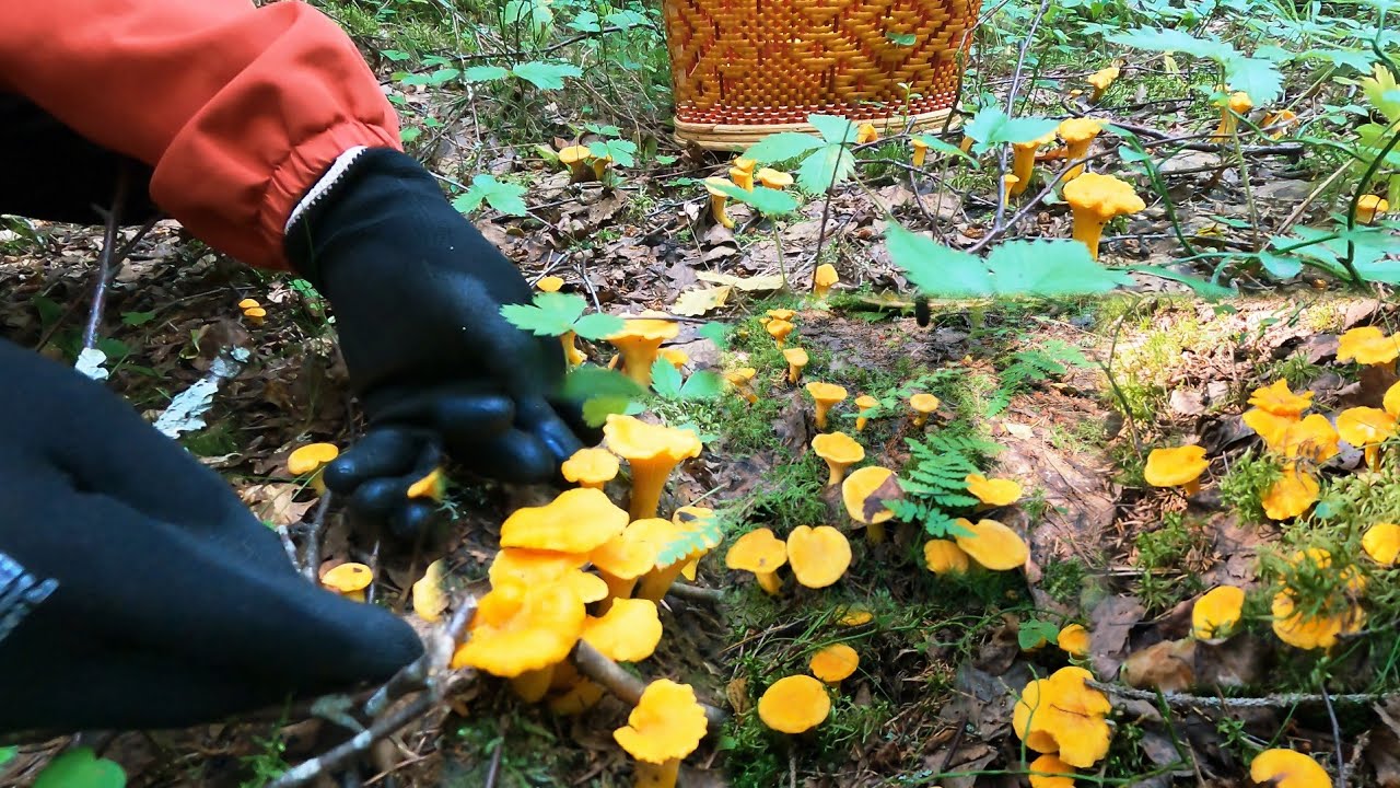ป้าดดดเห็ดป่านี้โล่งๆมองไปมีแต่ดอกเห็ดเหลือง #เห็ดมันปู 🇫🇮🍄
