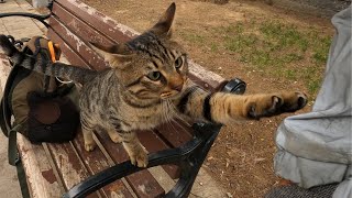 Stray cat asking affection in a cute way (Long version)