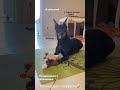 Наши Л-выпускники отметили юбилей на видео цвергпинчер Ларина💖 5 лет щенки цвергпинчер 89267166407
