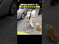 飛びかかるコーギーを止めた飼い主