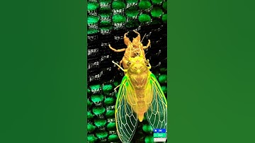 Incredible Cicada Transformation – Nature’s Magic Revealed! 🐛✨