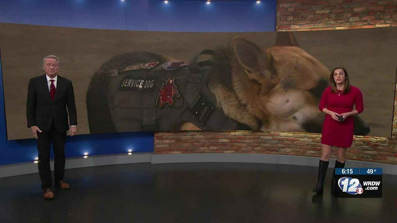 Service Dog Training For Veterans Near Me