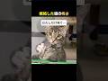 やきもち焼きな猫の過激な行動