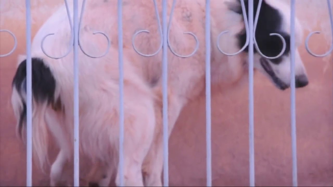 Oxiurus em caes Clearance