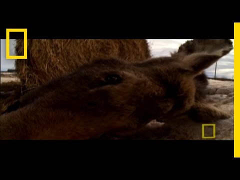 Video: Why are moose fleas dangerous?