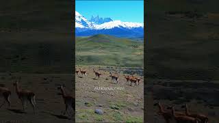 Интересно, угадаете кто из животных на видео? Лама, альпака, гуанако или викунья? 🦙🦙🦙  #патагония