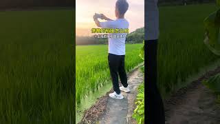 每天相见是幸福，一日不见如三秋，晚霞中的我（秧苗）天天在长大，余晖中的我（秧苗）天天在变样…#田园风光#手机摄影#夕阳余晖秧苗#拍摄技巧#快乐分享原创