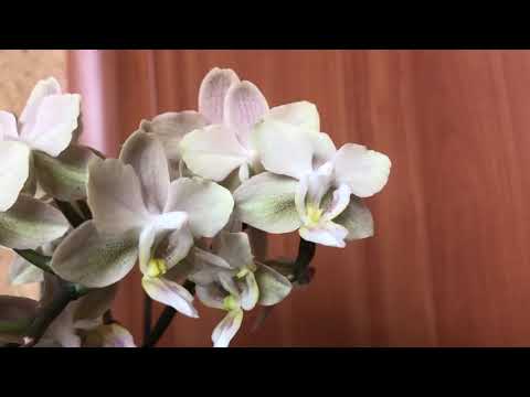 #Орхидеи. Непередаваемый стойкий  супераромат орхидеи  Парфюмерная  фабрика