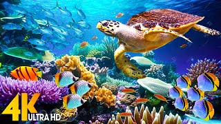 Ocean 4K - Sea Animals for Relaxation, Beautiful Coral Reef Fish in Aquarium, 4K Video Ultra HD #129