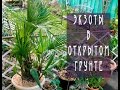 Экзоты в открытом грунте / Пальмы  / Exotic plants in open ground / Palm trees