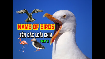 Name of birds | Birds names and sounds | P2 | Singing bird | bird name | Birds sound | Huy studio