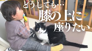 どうしても息子のお膝の上に座りたい18歳猫【1歳児と猫】【赤ちゃんと猫】【闘病中】 by ちっちきチャンネル 690 views 1 year ago 3 minutes, 1 second