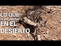 Lo Que Uno Encuentra En El Desierto De Arizona