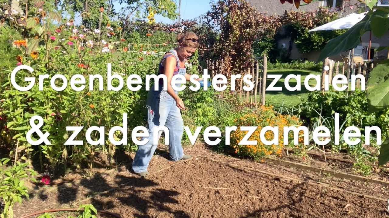 Ini's Moestuin #75  Zaaien groenbemesters en winterbladgroenten & bloem en groenten zaden verzamelen
