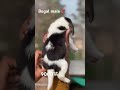 Beagle Male Puppy For Sale | Super Cute &amp; Healthy Baby 🐶🔥 @Petzz_world #shorts #viral #tranding