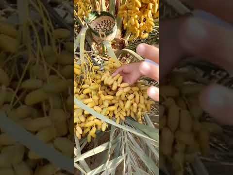 ابن زيد متى وكيف تخرف الرطب