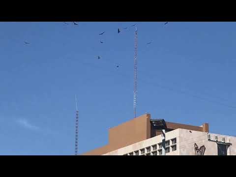Aves de rapiña circundan el Hospital Morelos del IMSS en Chihuahua.