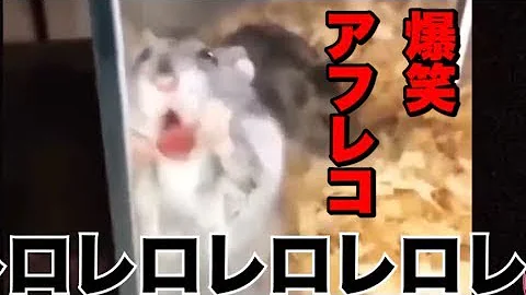 Download アテレコ 猫 Mp4 Mp3