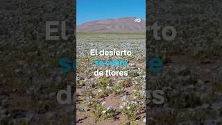 The 'flowering desert' phenomenon returns to Atacama