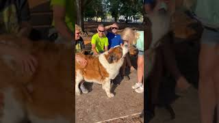 Beemo St. Bernard Likes Other Dogs a the Local Dog Park, but He Enjoys Hanging with Humans the Most by Retirees atPlay 121 views 11 months ago 1 minute, 31 seconds