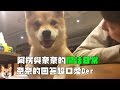 【柴犬Nana(奈奈)】閒話日常 奈奈回答超可愛Der