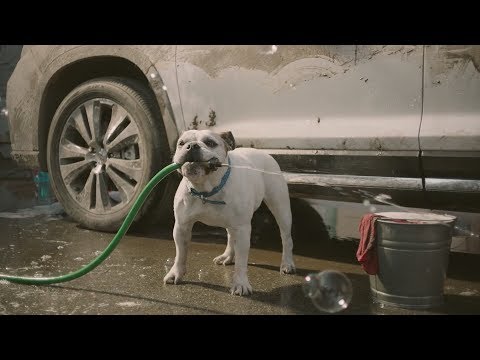 funny-commercial-dog-car-wash-subaru