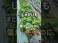 じゃがいも、まだ葉が緑なのに収穫した理由