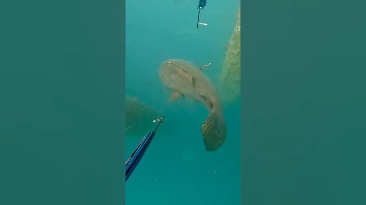 monster 300kg grouper