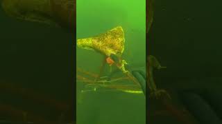 #treasure #scubadiving #underwater #fyp