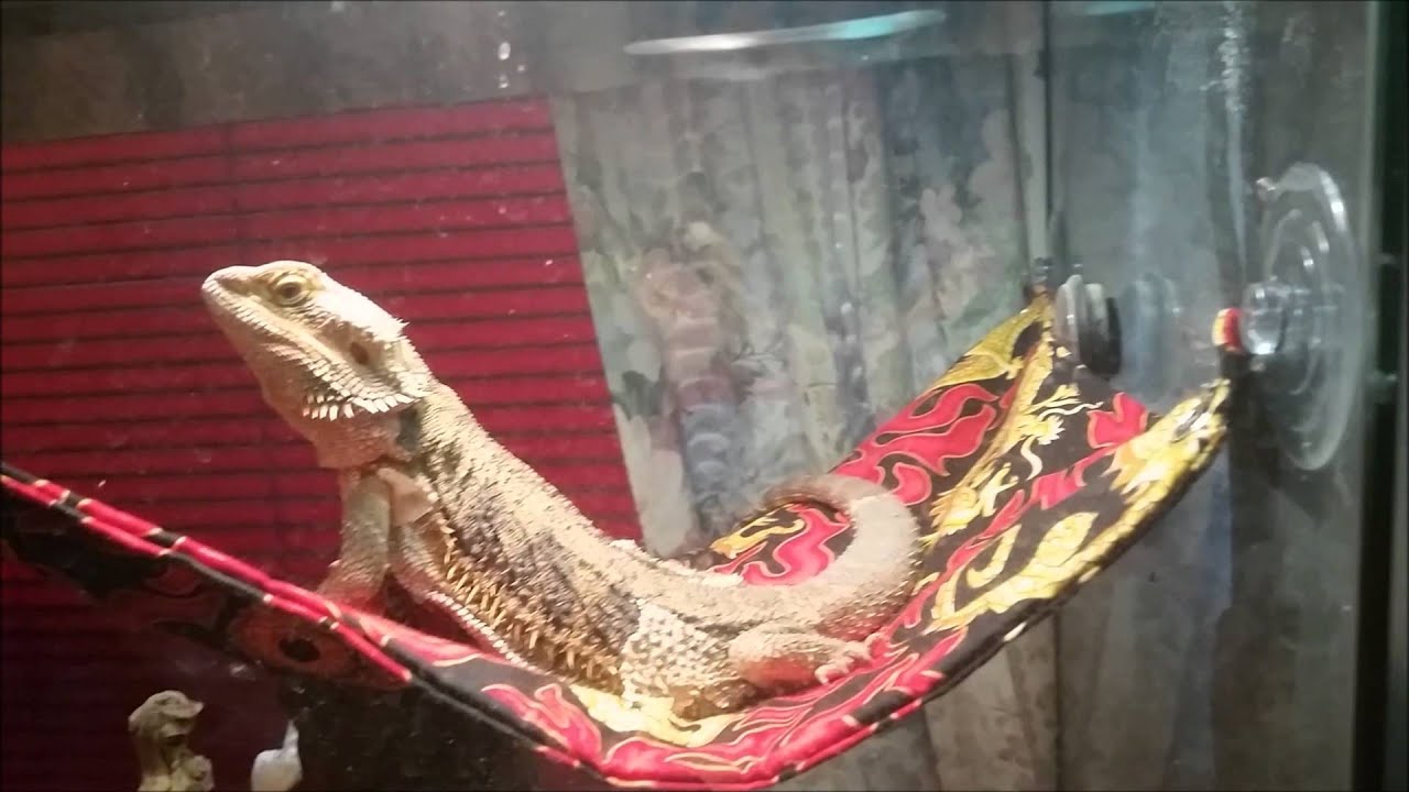 bearded dragon hammock petco