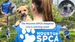 Adoption Live 07/31/2026