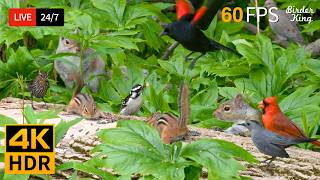 🔴 24/7 LIVE: Cat TV 😺 Pleasing Birds, Chipmunks, Squirrels in the Forest 🐿 Cat Games 4K HDR