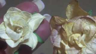Wild Bunch - Altering Flowers - Jules