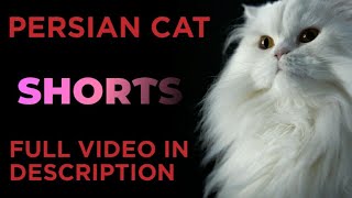 🐾Persian cat sale in petshop|Persian cat|cats|petstamila|erode pet shops by Pets Tamila 100 views 2 weeks ago 2 minutes, 24 seconds