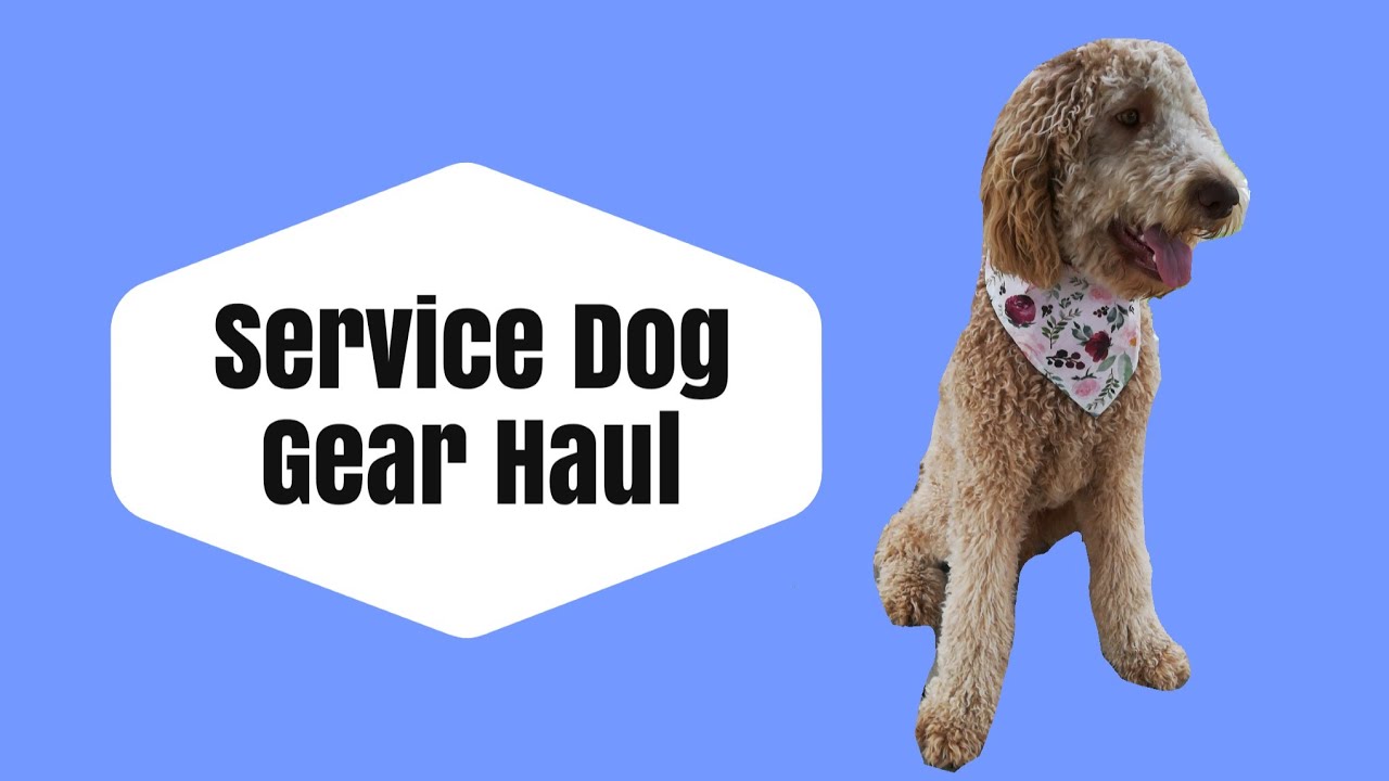 Service Dog Gear Haul YouTube