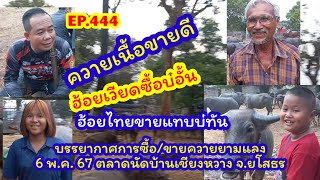 EP.444 ราคาควายวันนี้ 6 พ.ค. 67 บรรยากาศการซื้อการขายควายยามแลง ตลาดนัดบ้านเชียงหวาง จ.ยโสธร