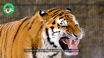 Rắn Taipan – Loài rắn độc nhất thế giới